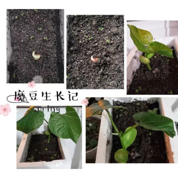 魔芋怎么留种子