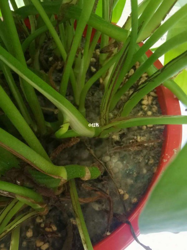 盆栽可以浇可乐吗