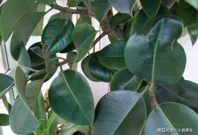 橡皮树多长时间浇一次水 橡皮树需定期浇水吗？