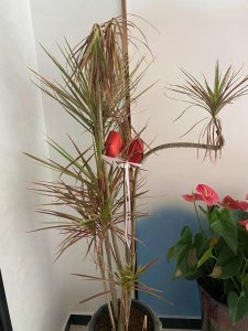 千年木多长时间浇一次水 千年木需多久浇水一次