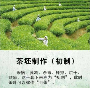 茶叶可以做花土吗 茶叶能否用作花壤？