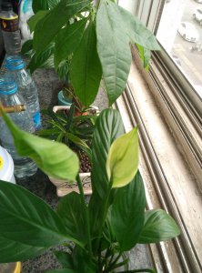 白掌花怎么留种子 白掌花如何保存种子