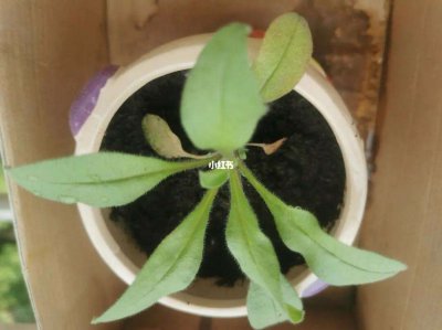 勿忘草怎么留种子 如何保存勿忘草的种子？
