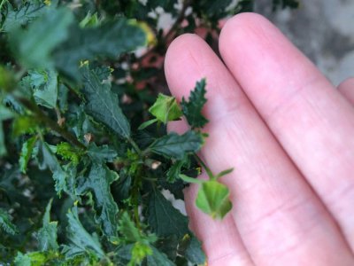 小木槿怎么留种子 如何保存小木槿的种子？