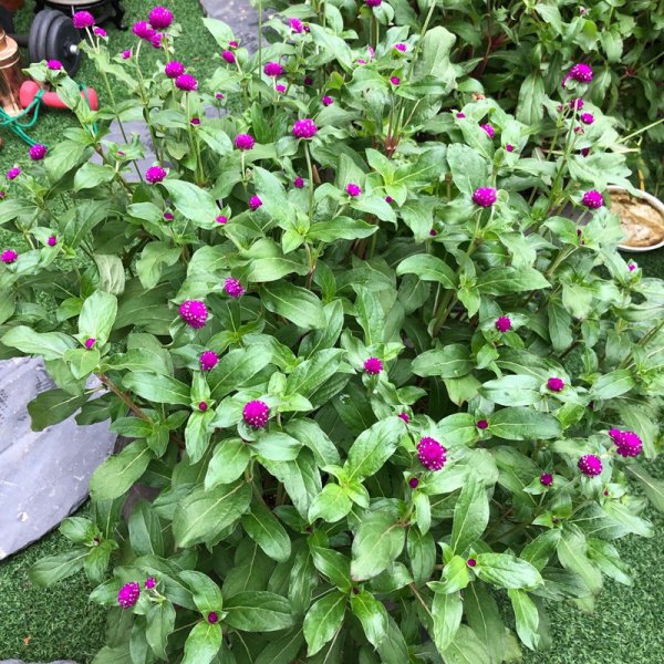 千日红花怎么留种子