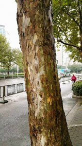 梧桐树皮可以做花土吗 梧桐树皮适合做花土吗？