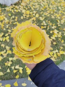 银杏叶可以做花土吗 银杏叶适合用作花园土吗？