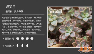 多肉植物喜阴还是喜阳光 多肉植物喜欢阴凉还是阳光？