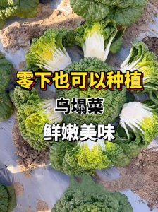 乌榻菜怎么留种子 如何保存乌榻菜的种子？