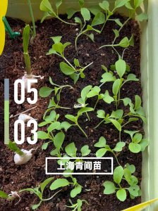 上海青怎么留种子 如何保存上海青的种子？