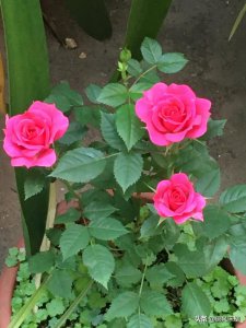 玫瑰花喜阴还是喜阳光的植物 玫瑰喜欢阴凉还是阳光？