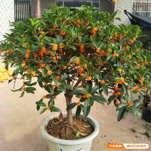 桂花树喜阴还是喜阳光的植物 桂花树是喜阳光还是喜阴的植物？