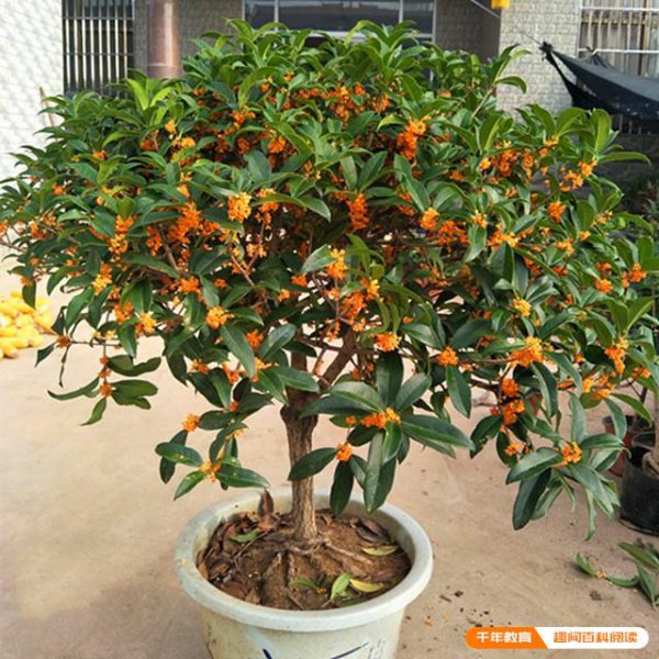 桂花树喜阴还是喜阳光的植物