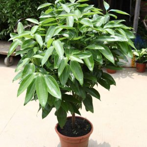 平安树喜阴还是喜阳光的植物 平安树是喜欢阴凉还是阳光的植物？