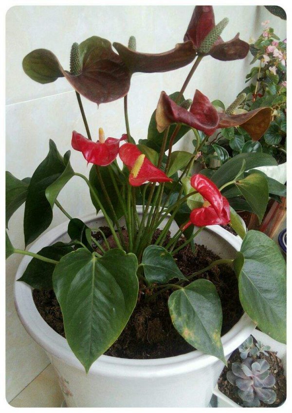 对红花喜阴还是喜阳光的植物
