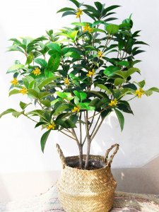 四季桂喜阴还是喜阳光的植物 喜欢阳光还是阴凉的植物？