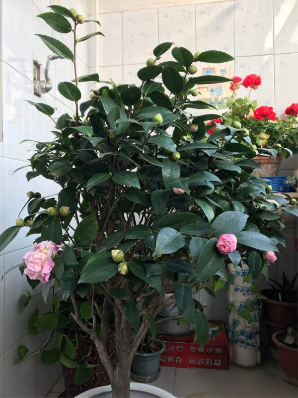 山茶喜阴还是喜阳光的植物