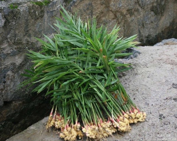 生姜喜阴还是喜阳光的植物