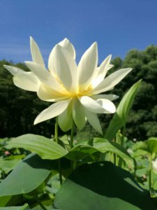 莲花喜阴还是喜阳光的植物 莲花喜欢阴凉还是阳光？