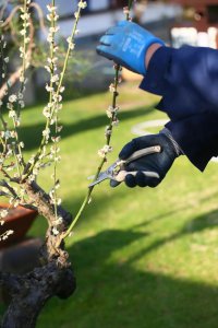 梅花什么时候剪枝最好 最佳梅花剪枝时间是什么时候？