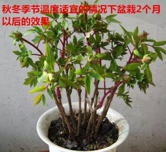 牡丹什么时候剪枝最好 牡丹最佳剪枝时间是什么时候？