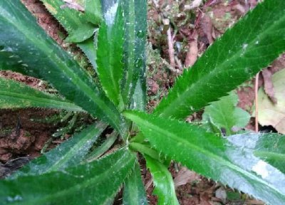 香菜喜阴还是喜阳光的植物 香菜喜欢阴凉还是阳光？