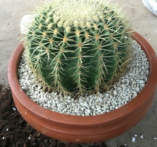 仙人球喜阴还是喜阳光的植物 仙人球是喜阳光还是喜阴的植物？