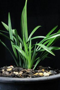 兰花喜阴还是喜阳光的植物 喜欢阴凉环境的兰花
兰花的适宜生长环境