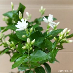 茉莉喜阴还是喜阳光的植物 茉莉喜欢阴凉还是阳光？