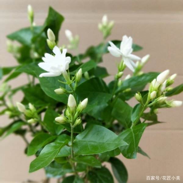茉莉喜阴还是喜阳光的植物
