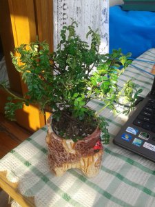 土豆喜阴还是喜阳光的植物 土豆是喜欢阴凉还是阳光的作物？