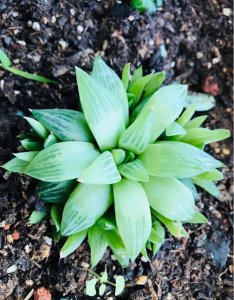多肉喜阴还是喜阳光的植物 多肉植物喜阴还是喜阳光？