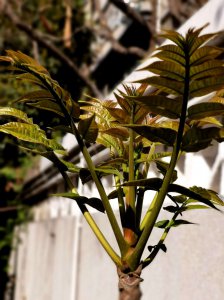 香椿树喜阴还是喜阳光的植物 香椿树喜阴还是喜阳光？