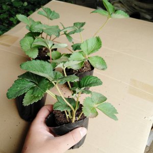 草莓苗喜阴还是喜阳光的植物 草莓苗喜欢阳光还是阴凉？