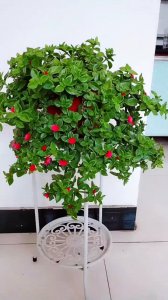 牡丹吊兰喜阴还是喜阳光的植物 牡丹吊兰是喜阴还是喜阳光的植物？