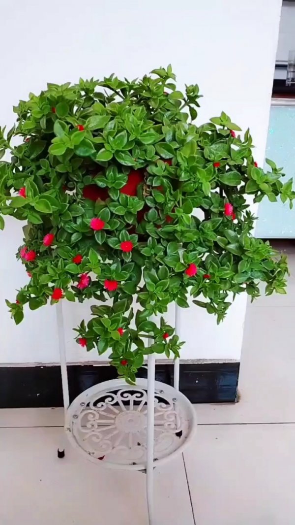 牡丹吊兰喜阴还是喜阳光的植物
