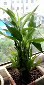 蒜喜阴还是喜阳光的植物 蒜是喜欢阴还是喜阳光的植物？