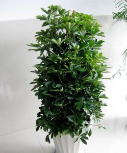 招财树喜阴还是喜阳光的植物 招财树是喜阴还是喜阳光的植物？