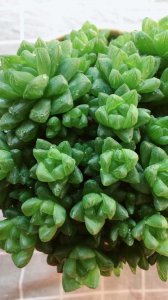 玉露喜阴还是喜阳光的植物 玉露喜阴还是喜阳光？