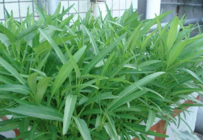 空心菜喜阴还是喜阳光的植物 空心菜喜欢阴凉还是阳光？