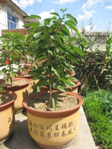 樱桃喜阴还是喜阳光的植物 樱桃树生长环境喜阴还是喜阳光？
