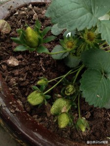 草莓喜阴还是喜阳光的植物 草莓是喜阴还是喜阳光的？
