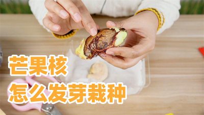 芒果怎么留种子 如何保存芒果种子