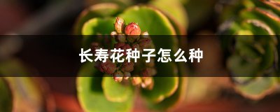 长寿菜怎么留种子 如何保存长寿菜的种子？