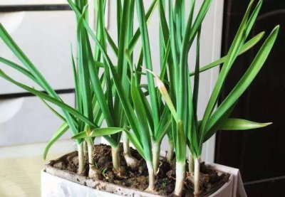 大蒜喜阴还是喜阳光的植物 大蒜是喜欢阴凉还是阳光的植物？