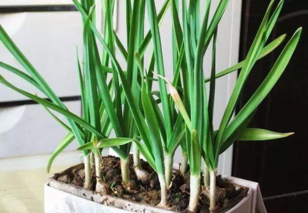 大蒜喜阴还是喜阳光的植物