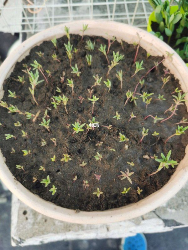非洲菊种子什么时候播种最好