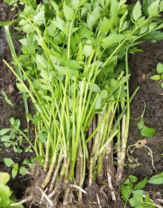 芹菜种子什么时候播种最好 何时是最佳播种期芹菜种子？