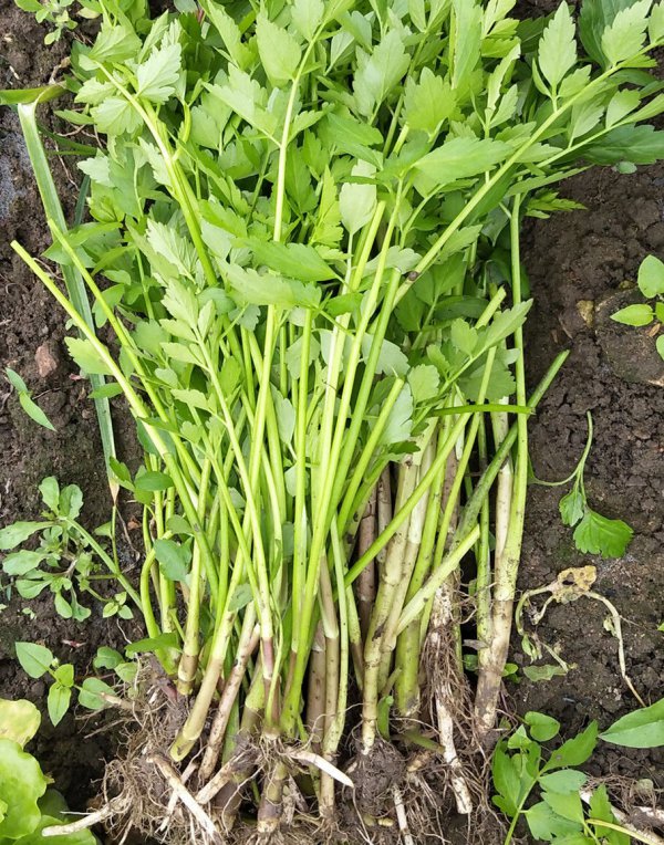 芹菜种子什么时候播种最好