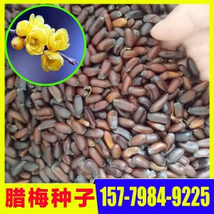腊梅种子什么时候播种最好 腊梅最佳播种时间是什么时候？